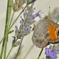 Braunauge (Lasiommata maera)